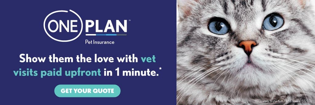 A gray cat with blue eyes and a caption that says, oneplan
